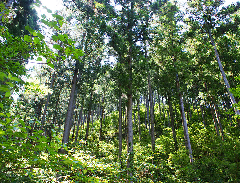 高知県中土佐の森